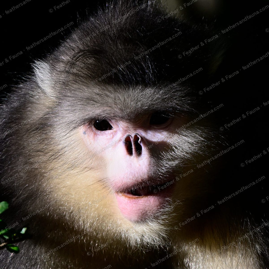 Yunnan snub-nosed monkey with mouth open, face lit against deep shadow.