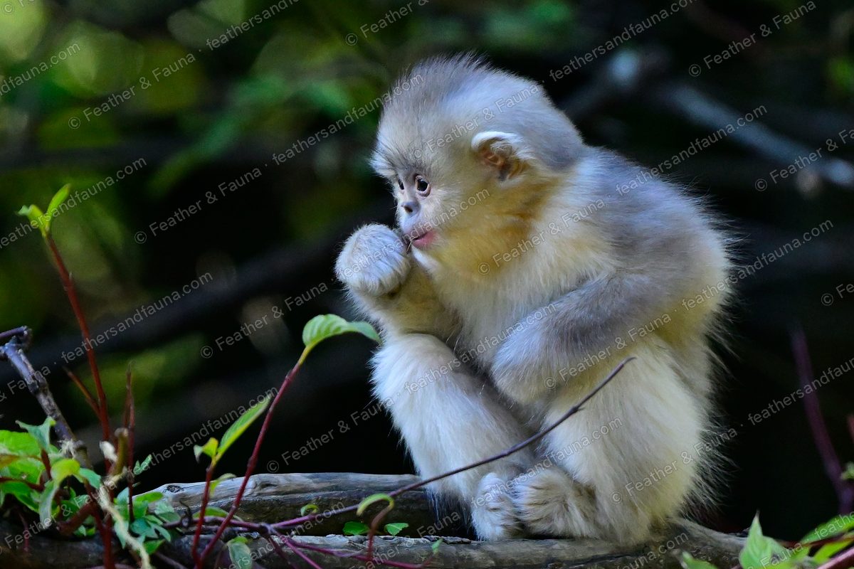 Silver infant Yunnan snub-nosed monkey hunched on a log, hands at its mouth.