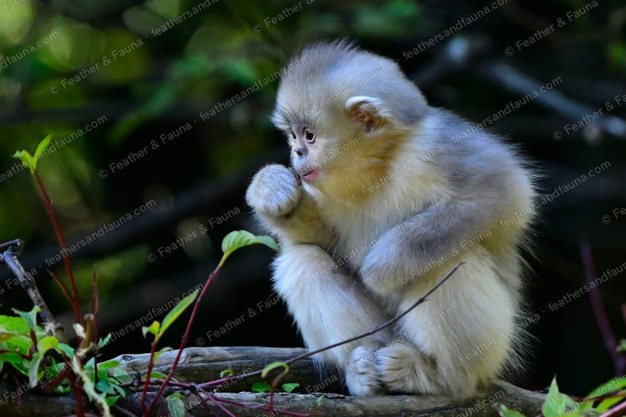 Silver infant Yunnan snub-nosed monkey hunched on a log, hands at its mouth.