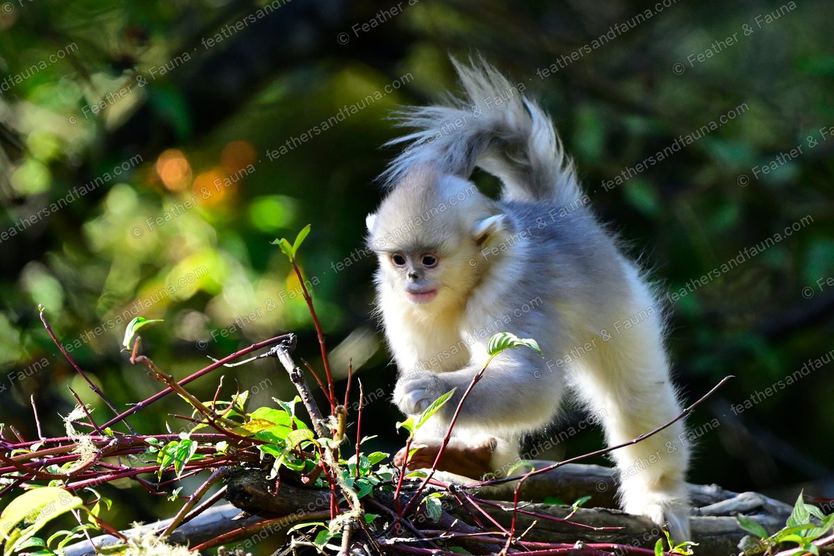 Young Yunnan snub-nosed monkey climbing over twigs, backlit and glowing.