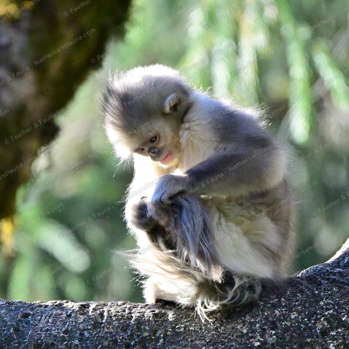 Young grey Yunnan snub-nosed monkey grooming its tail on a branch.
