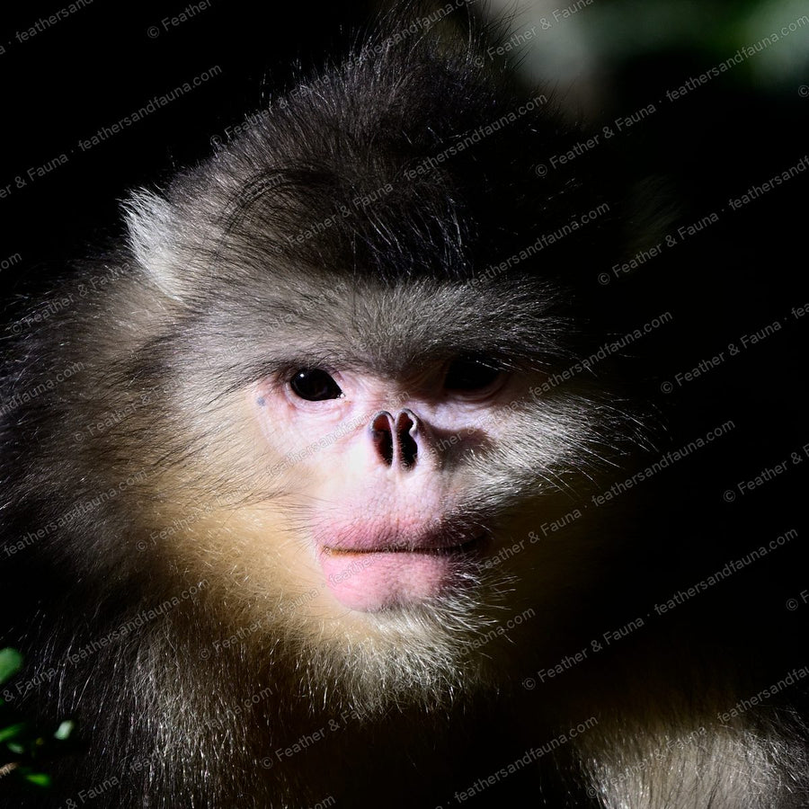 Low-key portrait of a Yunnan snub-nosed monkey emerging from shadow.
