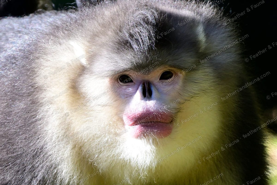 Close portrait of a Yunnan snub-nosed monkey with pink lips and a silver ruff.