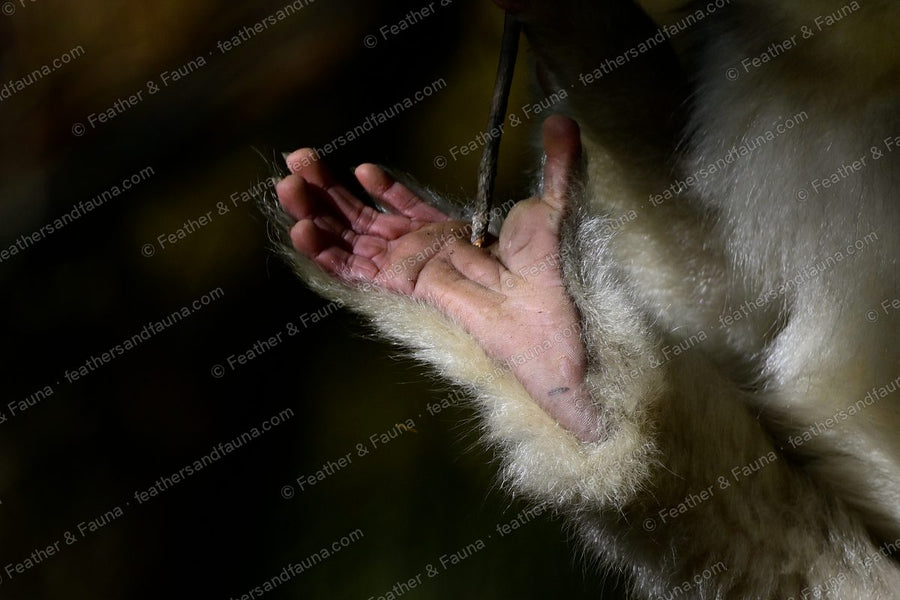 Yunnan snub-nosed monkey reaching an open hand toward a hanging twig.