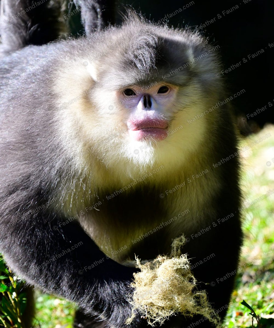 Yunnan snub-nosed monkey standing upright on a grassy slope.