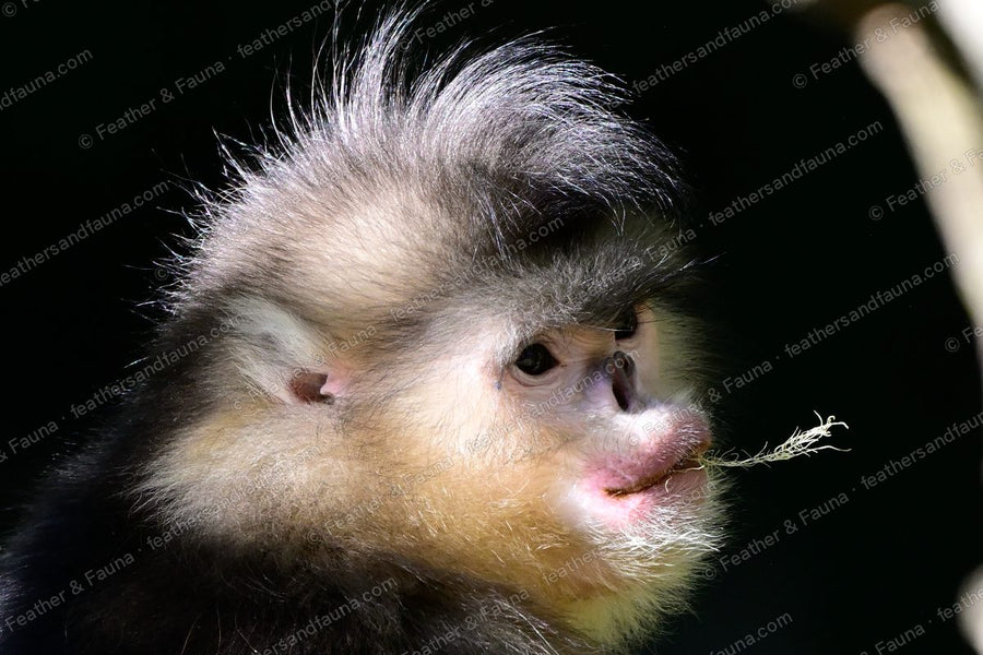 Young Yunnan snub-nosed monkey holding a grass stem in its lips, spotlit.