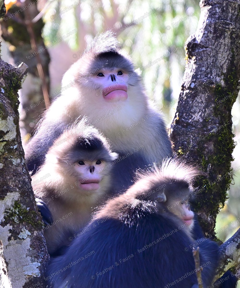 Three backlit Yunnan snub-nosed monkeys sitting together in a tree.