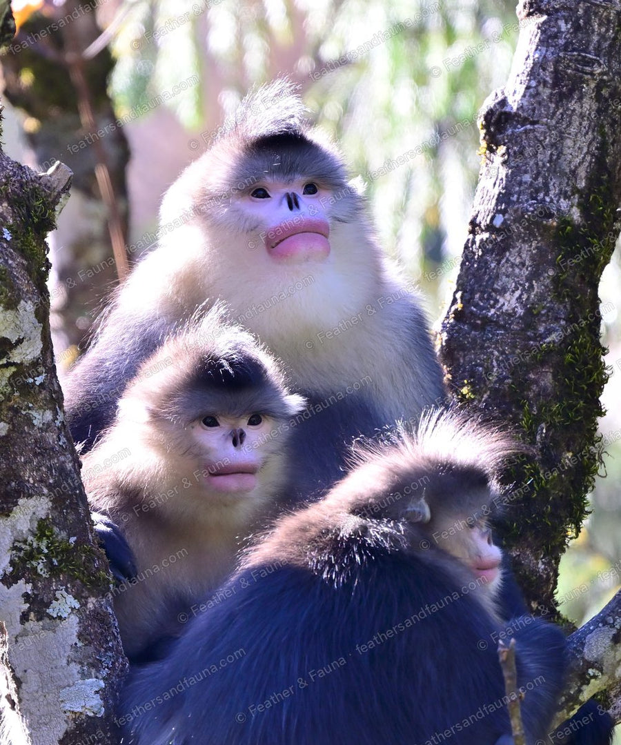 Three backlit Yunnan snub-nosed monkeys sitting together in a tree.