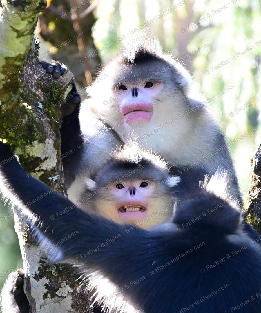 Two Yunnan snub-nosed monkeys looking down from a tree, pink lips and pale faces.