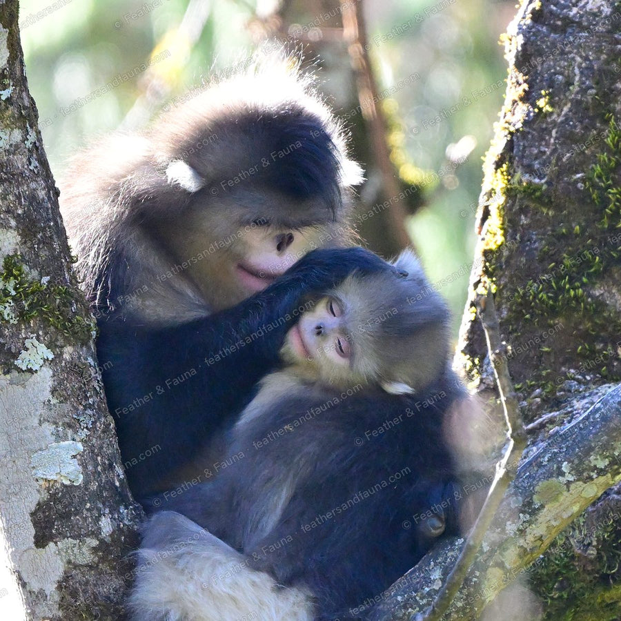 Adult Yunnan snub-nosed monkey with a youngster nestled against its chest.