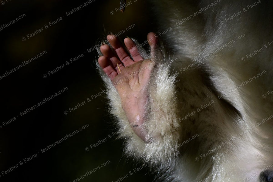 Close-up of a Yunnan snub-nosed monkey's open palm and curled fingers.