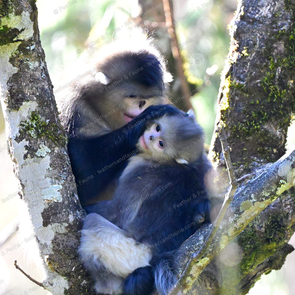 Two Yunnan snub-nosed monkeys huddled together in a mossy tree fork.