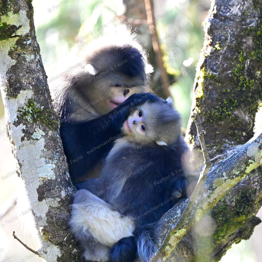 Two Yunnan snub-nosed monkeys huddled together in a mossy tree fork.