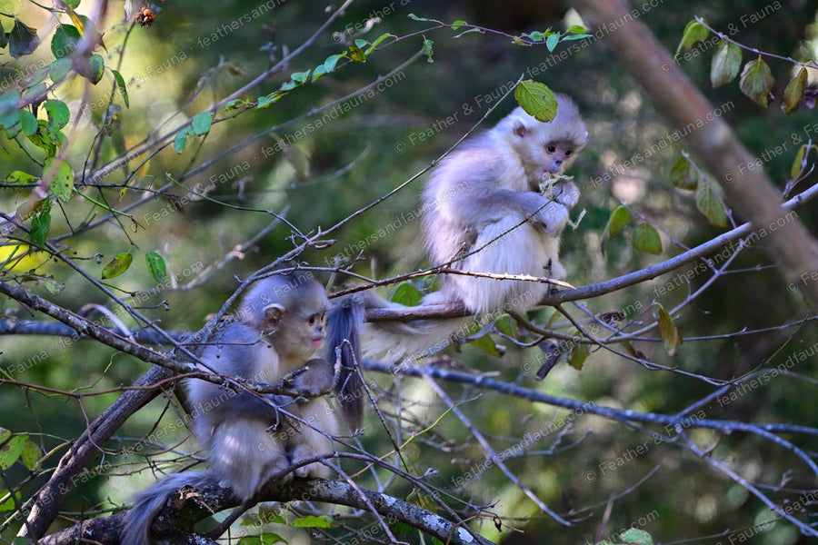 Two young Yunnan snub-nosed monkeys in the thin outer branches of a tree.