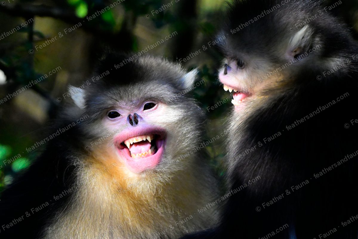 Two Yunnan snub-nosed monkeys baring their teeth at each other in a shaft of light.